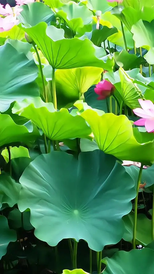 小暑‖巴彦诗协诗词卷【556】（图5）