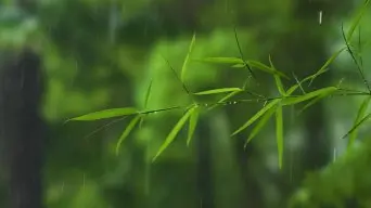 一竹谷人诗歌：风和雨（图2）