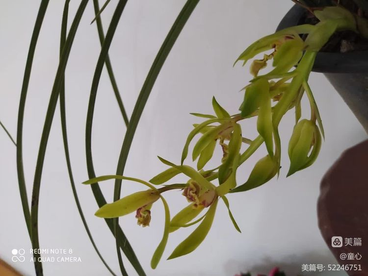 张昌武：《清心十二吟》（图2）