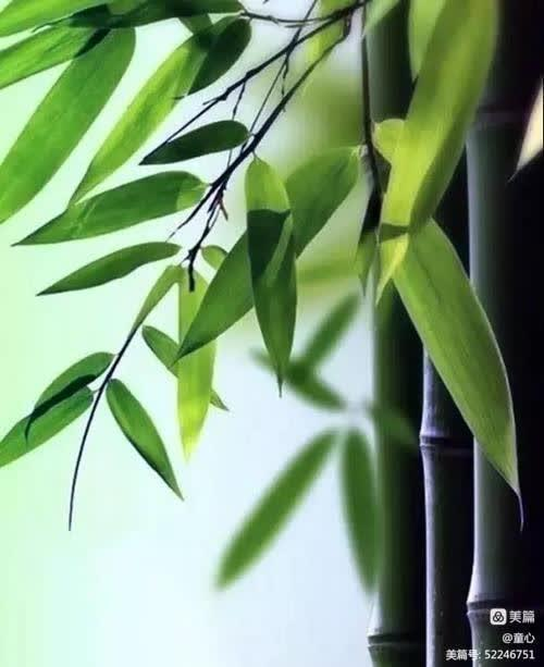 张昌武：《清心十二吟》（图4）