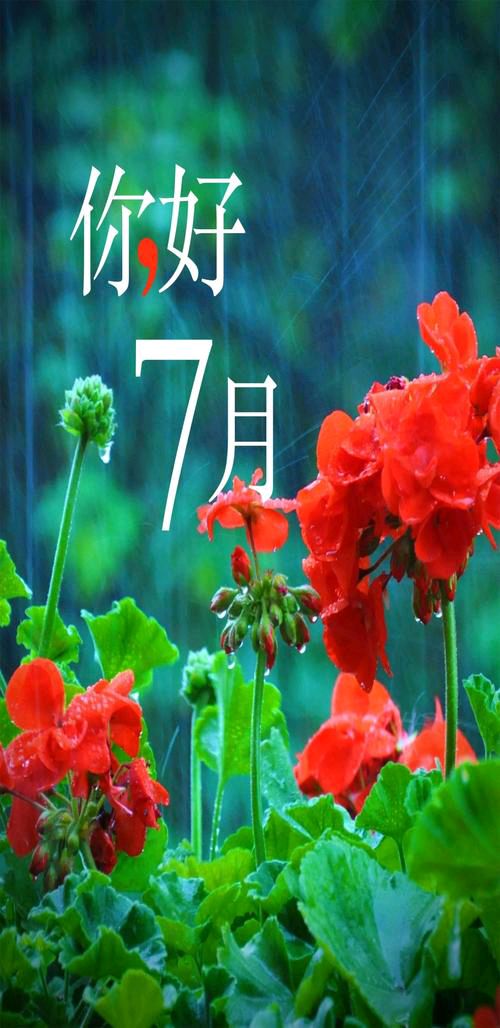 【新山东文学社】《七月，有一朵思念》作者/苗雅芝（瑞雪 ） 主播/清风（图3）