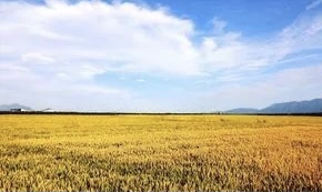 【新诗大观】麦口||文/韩明智