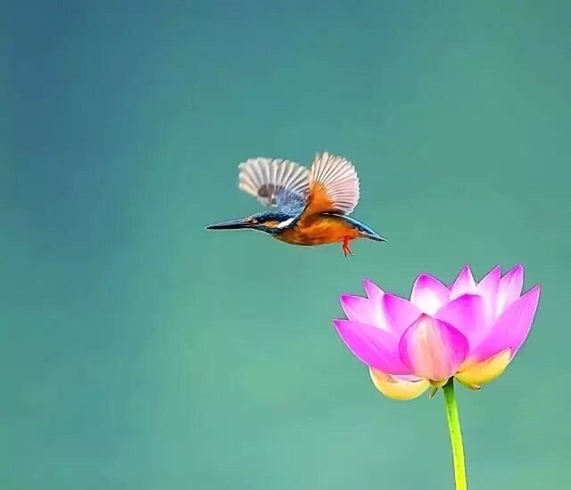 荷韵（图6）