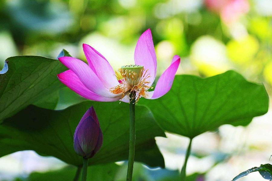 【新诗大观】荷花（诗六首）||文/张道发
