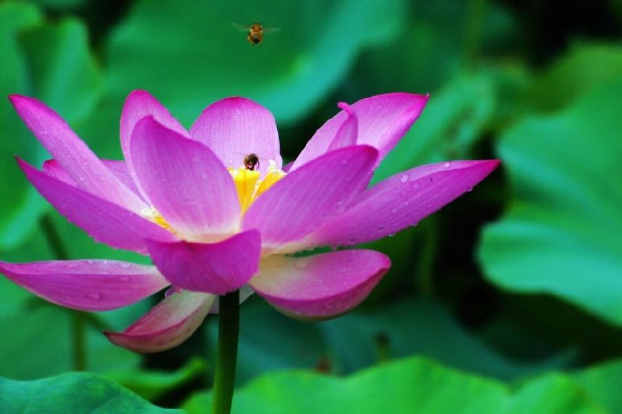 【新诗大观】荷花（诗六首）||文/张道发（图2）