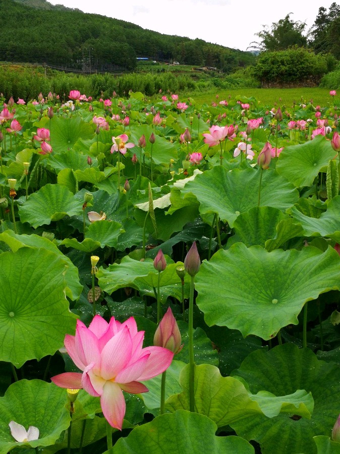 请欣赏实力派诗人:春风万里老师佳作《七绝岷山夏日三首》主播:夜色阑珊 文诵精彩纷呈！（图6）