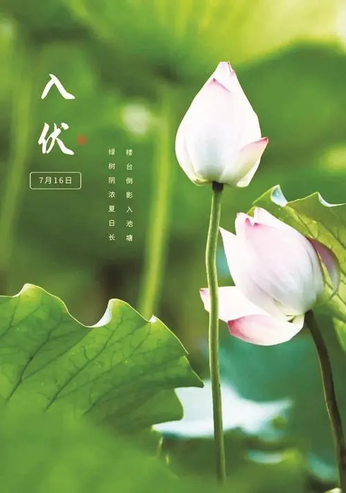 入伏‖巴彦诗协诗词卷【557】(图7)