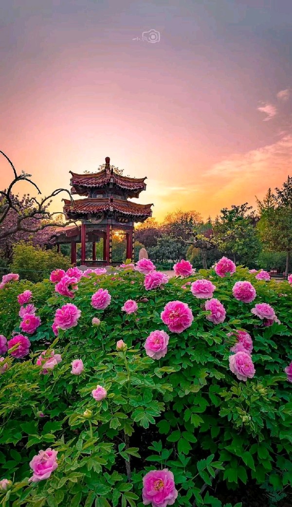 七律-洛阳牡丹落花感赋(外一首)诗║董景炎(图8)