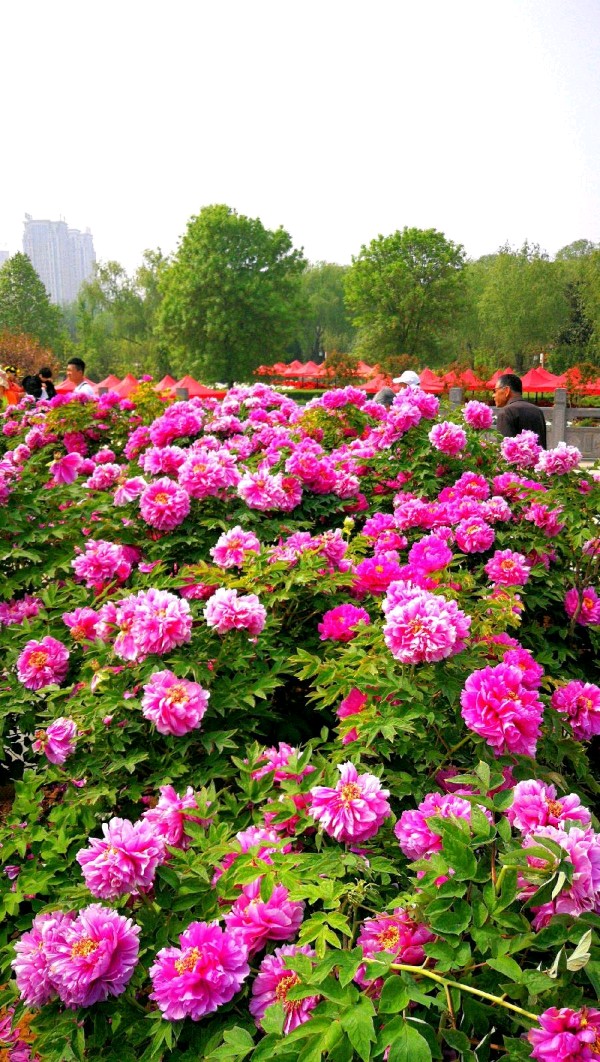 七律-洛阳牡丹落花感赋(外一首)诗║董景炎(图9)