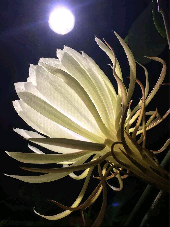 请欣赏《昙花赞外一首》作者 李佰忠/主播 治新/编辑 岁月静好《中国长江文学社》第6033期（图4）