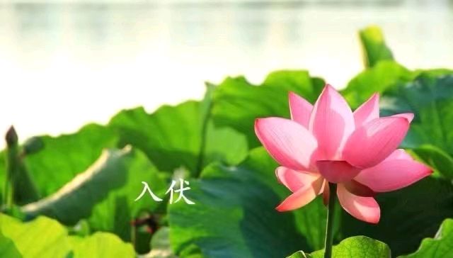 《九江文学社：北京头条》入伏专刊【总第1712期】（图4）