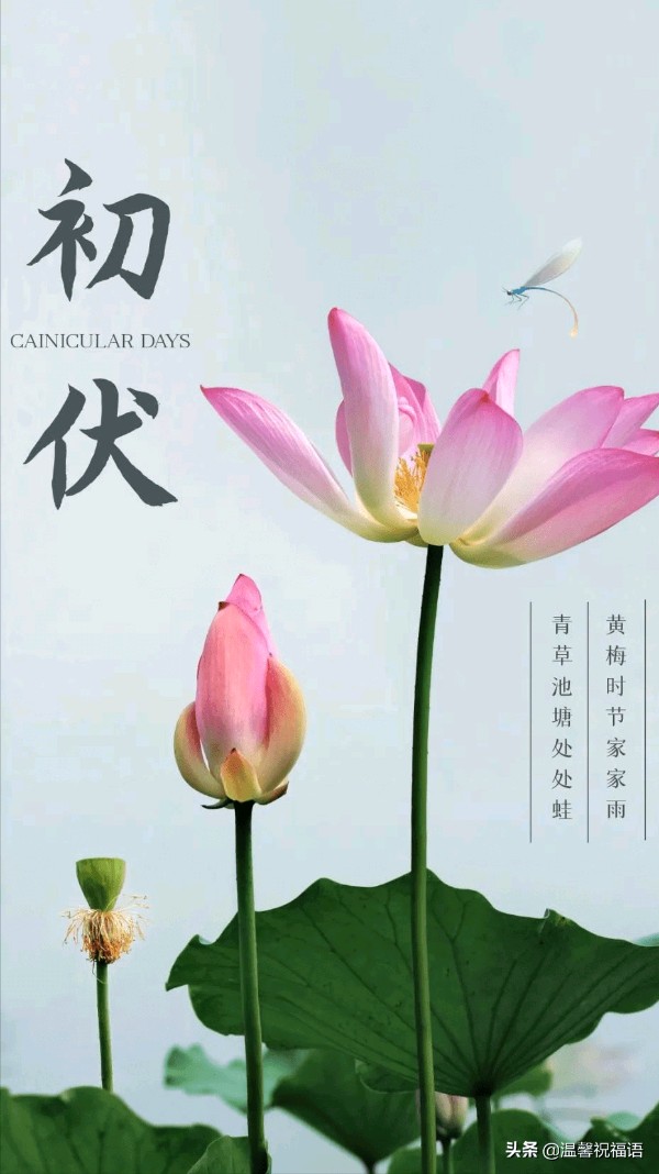 《九江文学社：北京头条》入伏专刊【总第1712期】（图16）