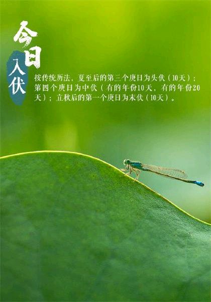 《九江文学社：北京头条》入伏专刊【总第1712期】（图12）
