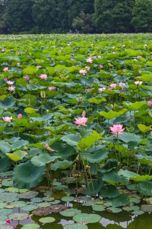 【神州源流诗苑】第990期佳词《都市头条》周刊