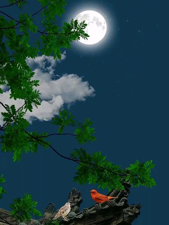 《静静夏夜》作者:秋天的芦苇荡【主播:英霞】【桃源国际诗歌集团】用声音传递温暖以诵读致敬人生♬（图5）