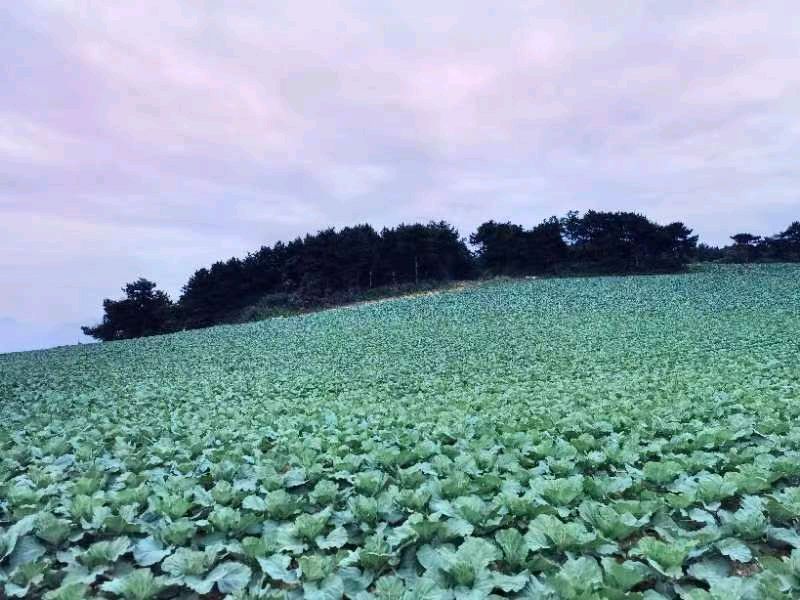 作者:文光清《七律·小暑路过白云山村》5334期【新京都文艺】(图4)