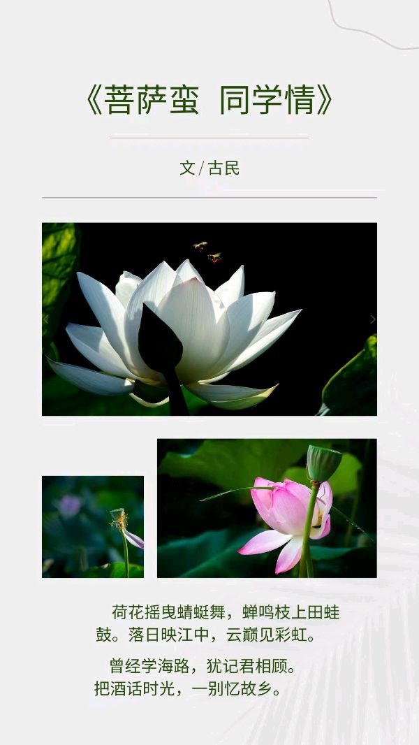 作者:陈永平(古民)《菩萨蛮 同学情》5335期【新京都文艺】(图2)