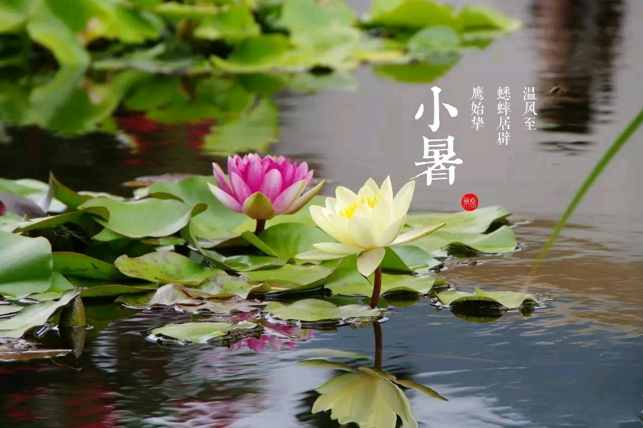 【明心文学】心灵活水/七律四首 主播/薇薇（图3）