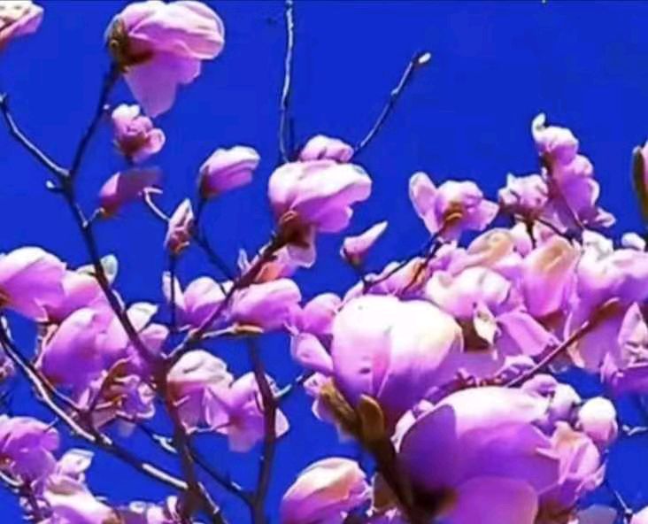 校园诗刊专栏‖颂歌与诗歌 作者 张德群（图8）