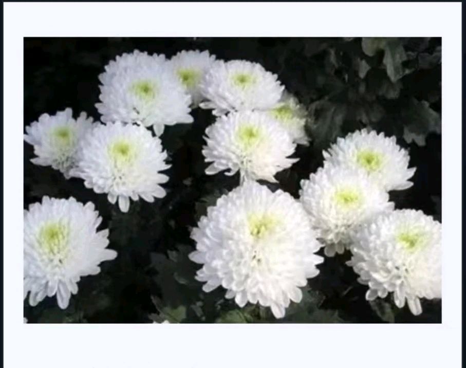 沉痛悼念万帮炎先生天门头条(图6)