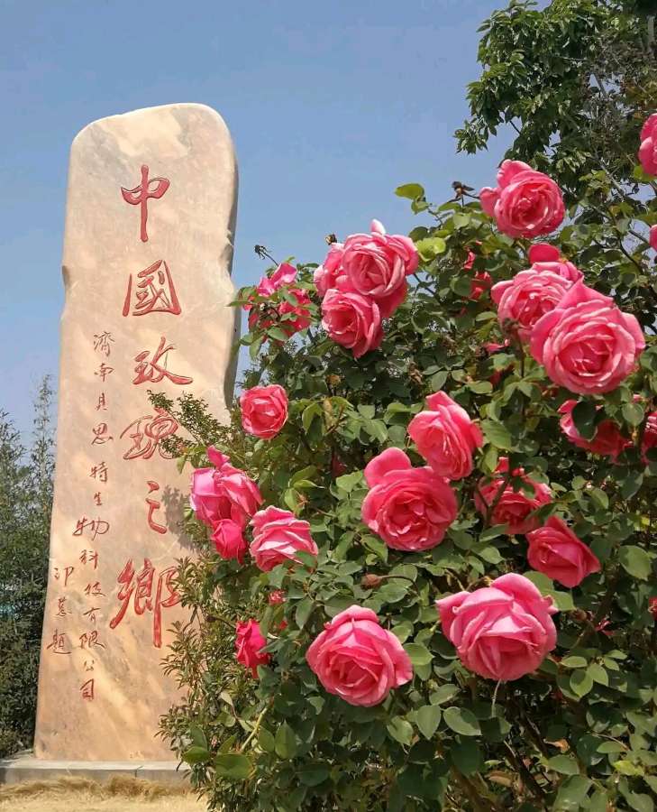 平阴广大房产夏日送清凉 西瓜甜人心（图4）