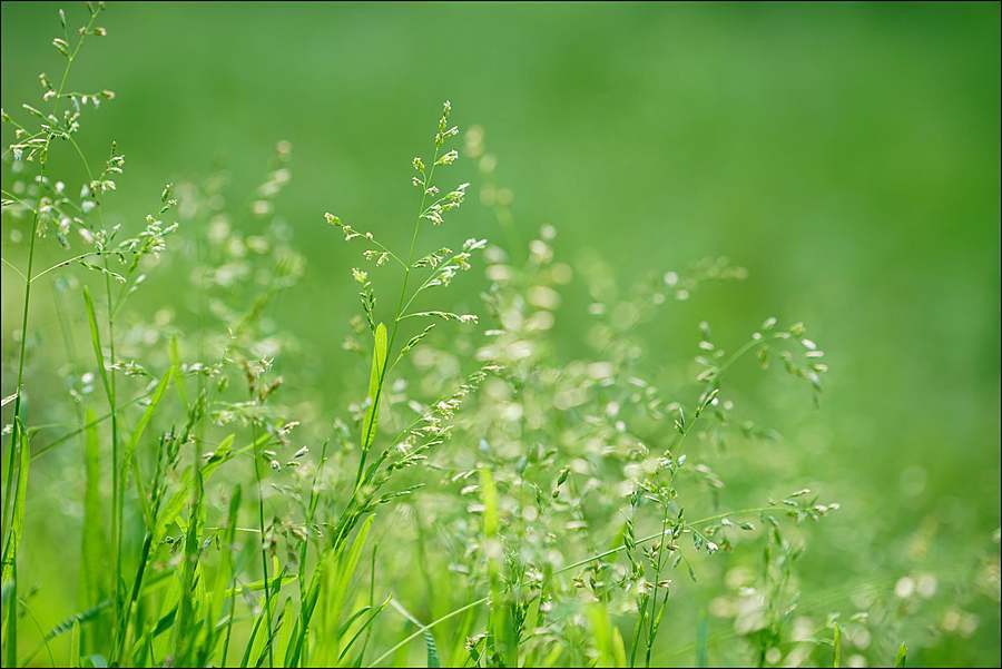 匆忘草（四首）文／江冲（图4）