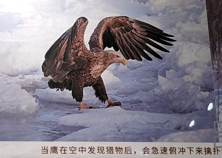 巜沁园春》美丽松花江作者孙秀兰雪松（图3）