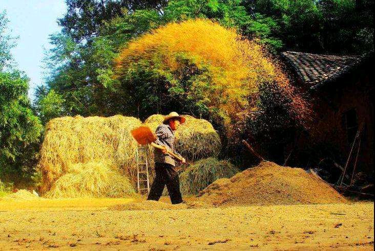 现代诗《写在丰收节》(图3)
