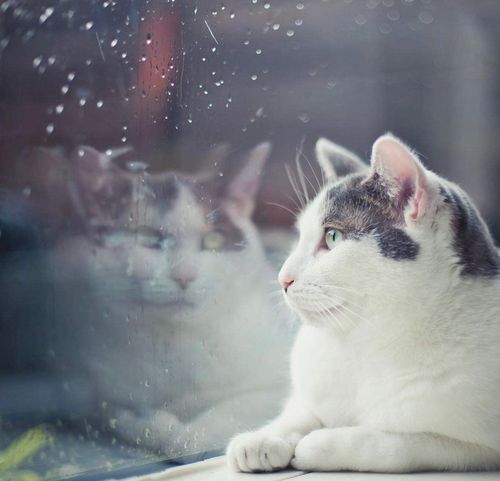 《昨夜的雨，飘过浅浅的窗口》作者:昨夜天【主播:梦里水乡】【桃源国际诗歌】以诵读致敬人生♬（图8）
