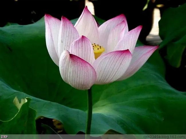 《吟荷》作者/王学志 诵读/冬日艳阳 编辑/海纳百川【中国长江文学社】有声文学平台【第6081期】（图4）