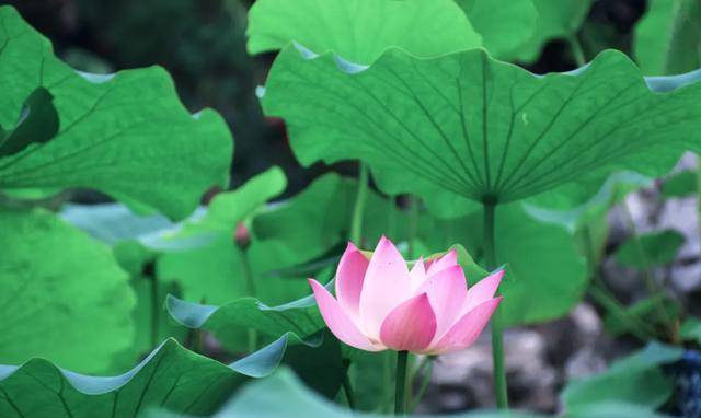 《吟荷》作者/王学志 诵读/冬日艳阳 编辑/海纳百川【中国长江文学社】有声文学平台【第6081期】（图5）