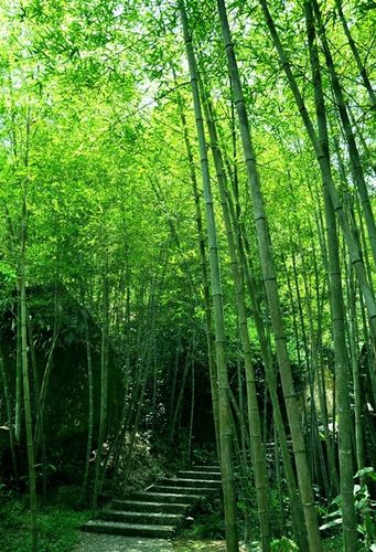 歌词(三首)怀念领袖毛泽东作者/孙铭皓(图2)
