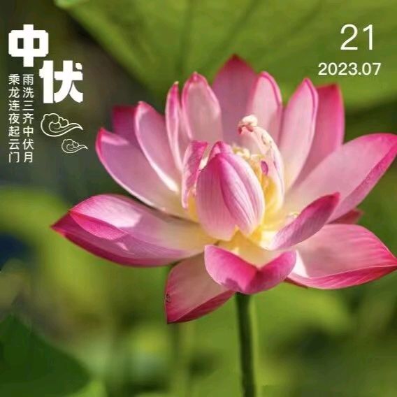 中华诗艺黑龙江分社微刊第150期(图6)