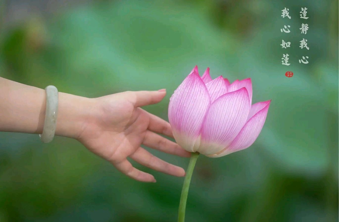 我不要繁华三千～诗║芳菊（图10）