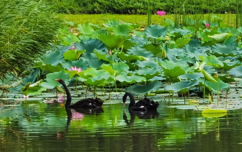 〈藏头诗〉七律一首福苑流韵佳作问世，大暑节有题七律两首，文/李忠共（图10）