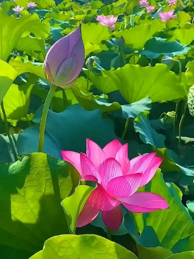 心尘文艺 第982期