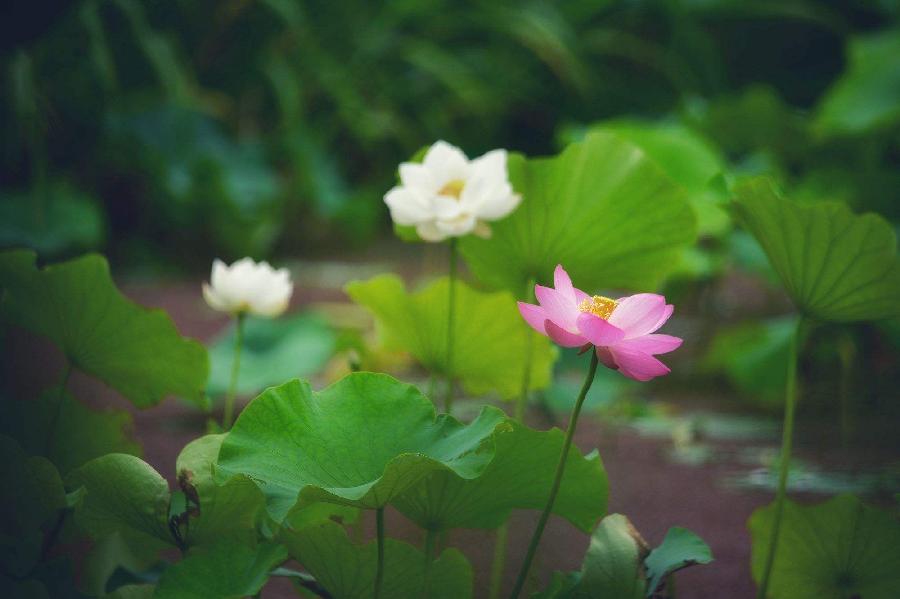 【新诗大观】微型诗十首||文/剑风使者（图5）