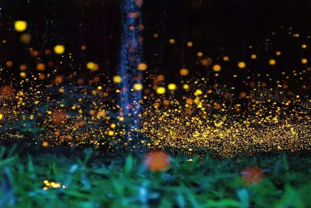 请欣赏《夏夜萤火》作者 卢进国/主播 缈邈/编辑 岁月静好《中国长江文学社》第6096期（图6）