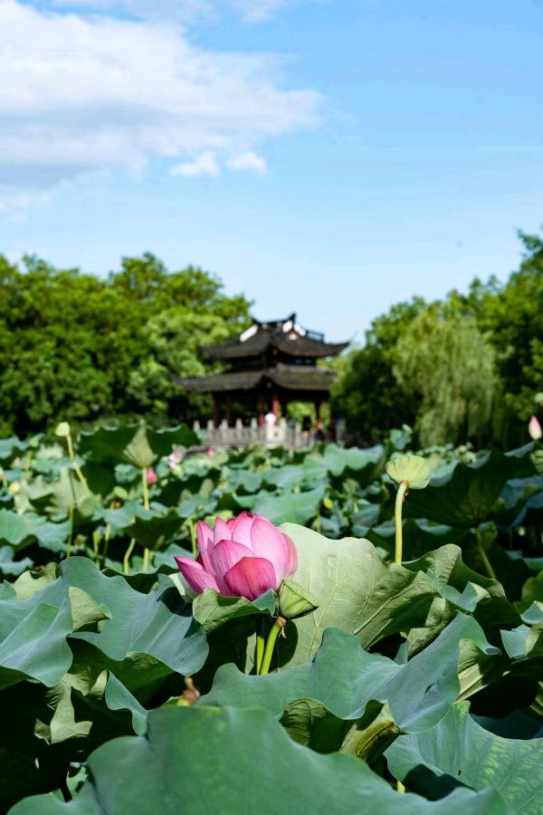 《九江文学社：北京头条》大暑专刊【总第1736期】（图9）