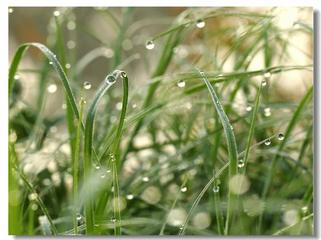 《朝露》作者:王明雪（雪歌）主播:长弓雅士【桃源国际诗歌】用声音传递温暖以诵读致敬人生♬（图5）