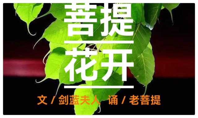 菩提花开∥作者/剑兰夫人∥诵读/老菩提(图2)