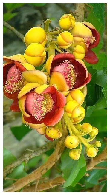 菩提花开∥作者/剑兰夫人∥诵读/老菩提(图4)