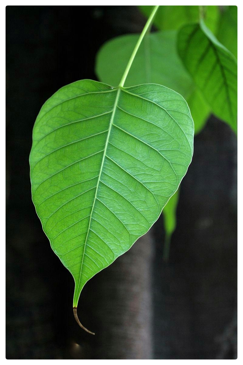 菩提花开∥作者/剑兰夫人∥诵读/老菩提(图5)