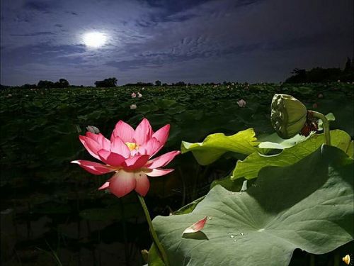 格律版：中华诗经阁楹联部/格律部/词曲赋部十位诗人合集 2025第31期（图6）