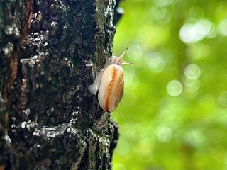《雨中的蜗牛》作者:狄安娜【主播:青苗】【桃源国际诗歌】用声音传递温暖以诵读致敬人生♬（图5）