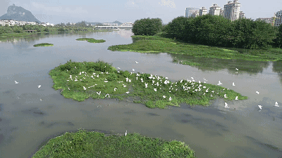 七言诗 湿地漫步／任建民（图6）