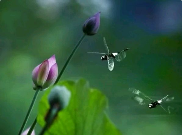 《雨后的云》外一首作者/邢志坚 诵读/立力编辑/青青【花雨馨声】第419期（图6）