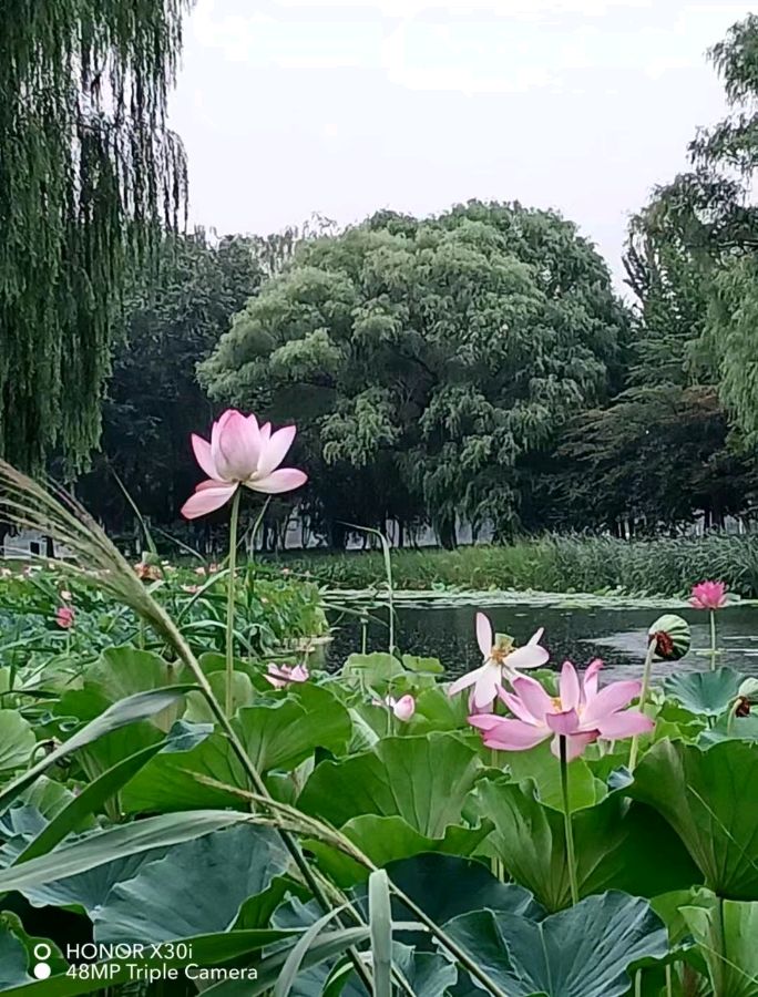 💖 题图微诗一组-玉渊潭采风 作者/正大光明（哈尔滨）摄影／刘君鹏（北京）京津沪头条