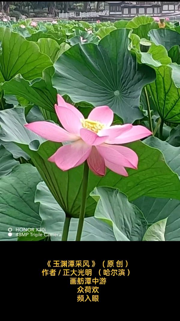 💖 题图微诗一组-玉渊潭采风 作者/正大光明（哈尔滨）摄影／刘君鹏（北京）京津沪头条（图3）