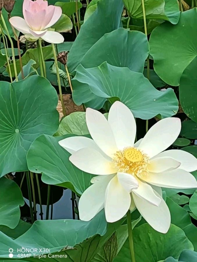 💖 题图微诗一组-玉渊潭采风 作者/正大光明（哈尔滨）摄影／刘君鹏（北京）京津沪头条（图5）